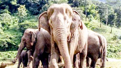 TN forest officials monitor wild elephants in Nilgiris as human-animal conflict increases