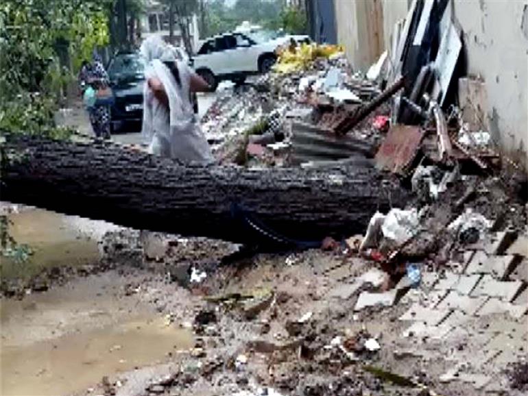 Tree uprooted in Gurugram's Sector 46 after continuous rainfall; power supply disrupted since 9 PM