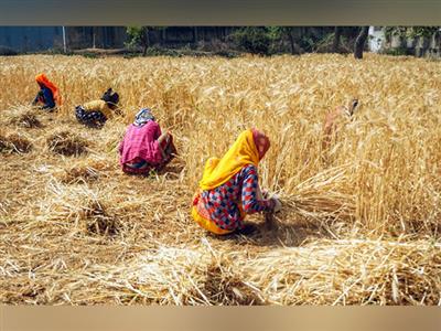 Minimum support prices for 2023-24 kharif crops increased; Read here