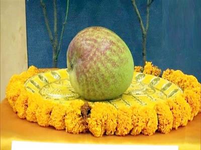 World's most expensive mango 'Miyazaki' showcased at Raipur Mango Festival