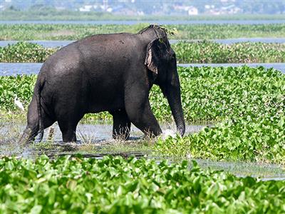Wild elephant enters Assam's Nagaon district, destroys several houses
