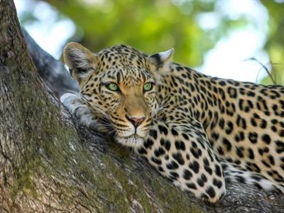 Andhra Pradesh: Forest officials trap second leopard after recent attack on six-year-old girl in Tirumala