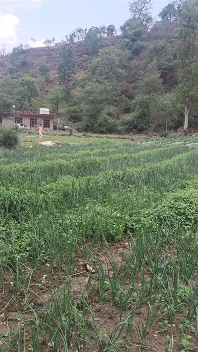 Natural Farming: A strong basis for self-reliant and prosperous rural economy