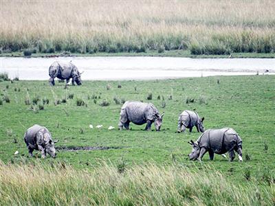 Pobitora Wildlife Sanctuary sets benchmark in Rhino conservation with zero poaching for 11 years