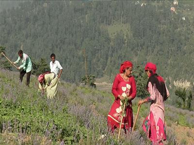 J-K: Around 200 farmers get hands-on training in Doda under 'Viksit Krishi Sankalp Abhiyan 2025'