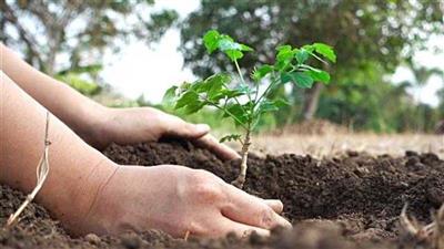 Haryana Targets Greener Future with Launch of Ek Ped Maa Ke Naam 2.0