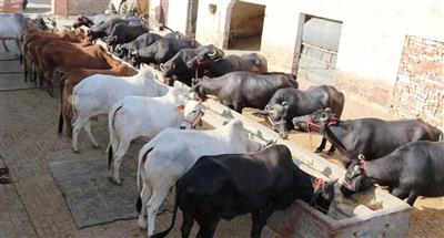 Strengthening livestock based livelihoods: Himachal’s big push for Animal Husbandry