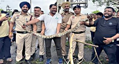 12-Foot-Long Python Rescued Near Sukhna Lake in Chandigarh