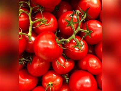 US withdraws from 2019 tomato agreement with Mexico, imposes 17.09 pc anti-dumping duty