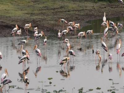 Large Flock of flamingos arrives in coastal areas of Thoothukudi, Tamil Nadu