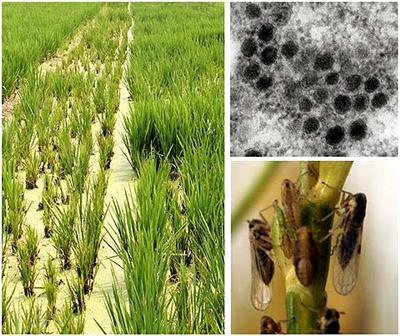 Reply to Calling Attention Motion regarding ‘Southern Rice Black-Streaked Dwarf Virus’
