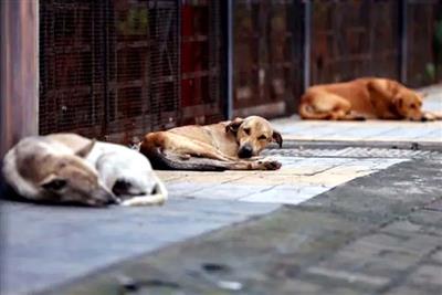 After SC order, Delhi launches sterilisation, vaccination drive for stray dogs