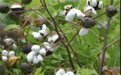 Kapas Kisan App launched for Cotton Farmers to Sell Their Produce