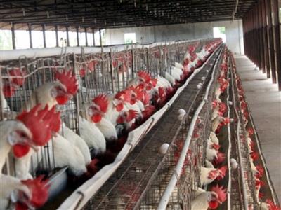 India's poultry sector likely to record 4-6 per cent revenue growth in 2025-26 as demand rises