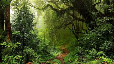 Forest & Nature Awareness Parks being developed to increase green cover & preserve ecology