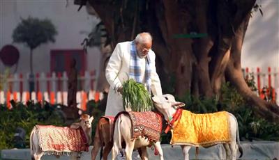 PM Modi feeds cows at his residence on Makar Sankranti