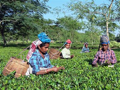 After 200 years, a dream comes true: PM Modi grants land ownership rights to tea workers