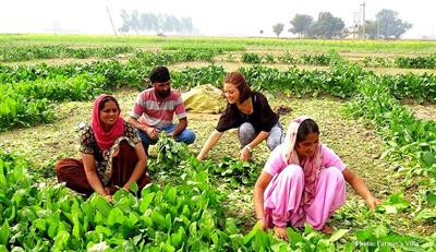 Punjab Farm Stay Policy: Tourists Can Now Live, Eat and Experience Village Life