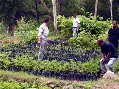 J-K: Udhampur Forest Division launches monsoon plantation drive