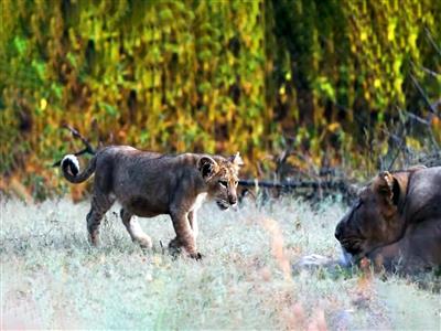 World Lion Day: Bhupender Yadav hails India's 