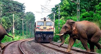 Assam: Rajdhani Express halted in Hojai to allow safe crossing of elephant herd through railway track